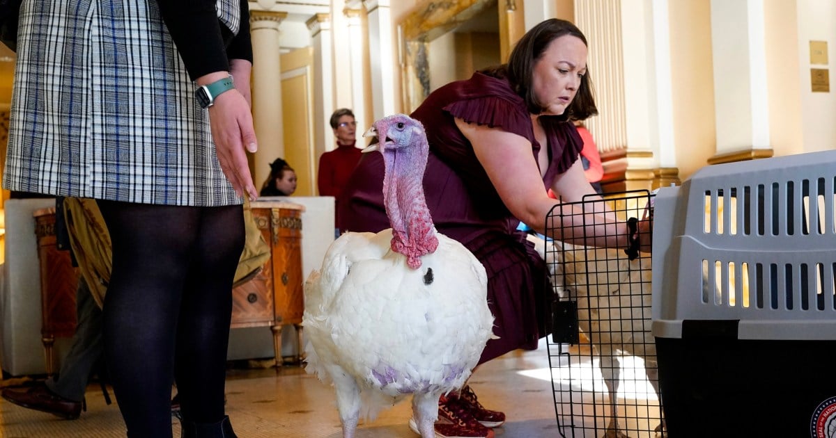 Featured image for "Biden's Turkey Pardons: A Presidential Thanksgiving Tradition"