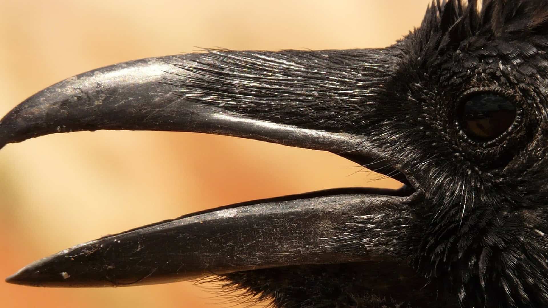 Featured image for Crows Can Count Like Toddlers, New Study Reveals