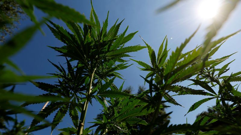 Featured image for White House and Trump Explore Reclassifying Marijuana Amid Industry Debate