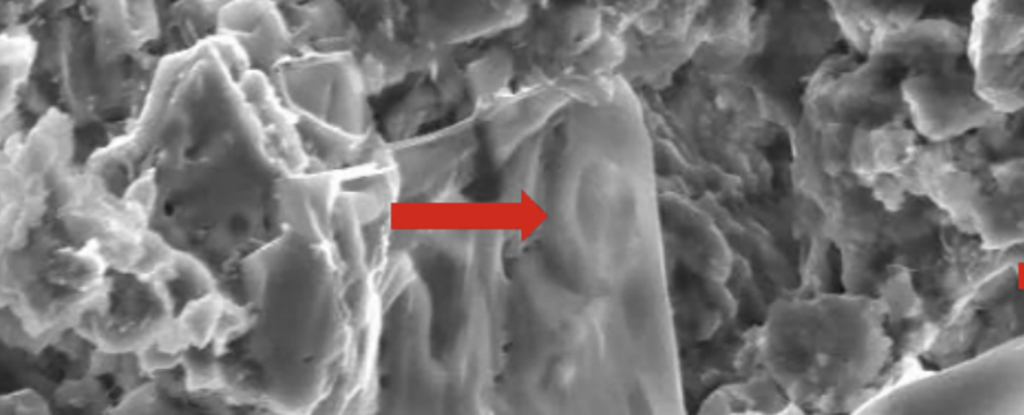 Featured image for Dinosaur Cancer Discoveries Could Revolutionize Human Treatments