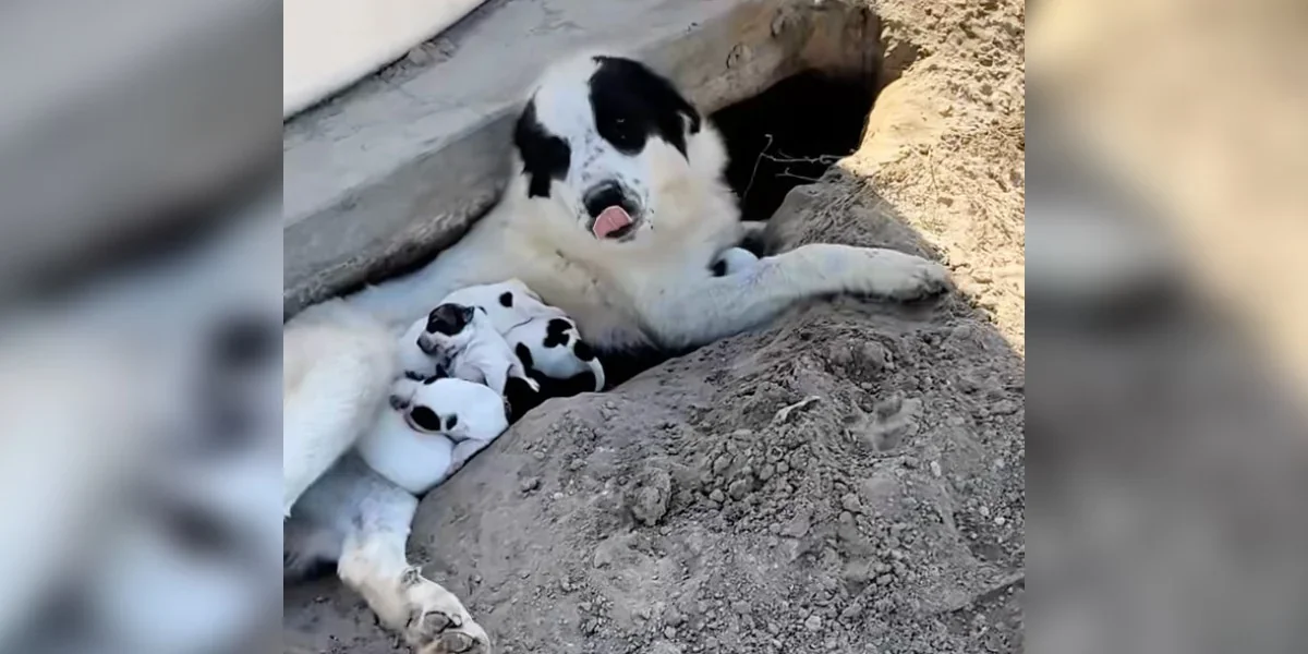 Orchard Rescue Expands to 13 Dogs, 10 Puppies Find Forever Homes