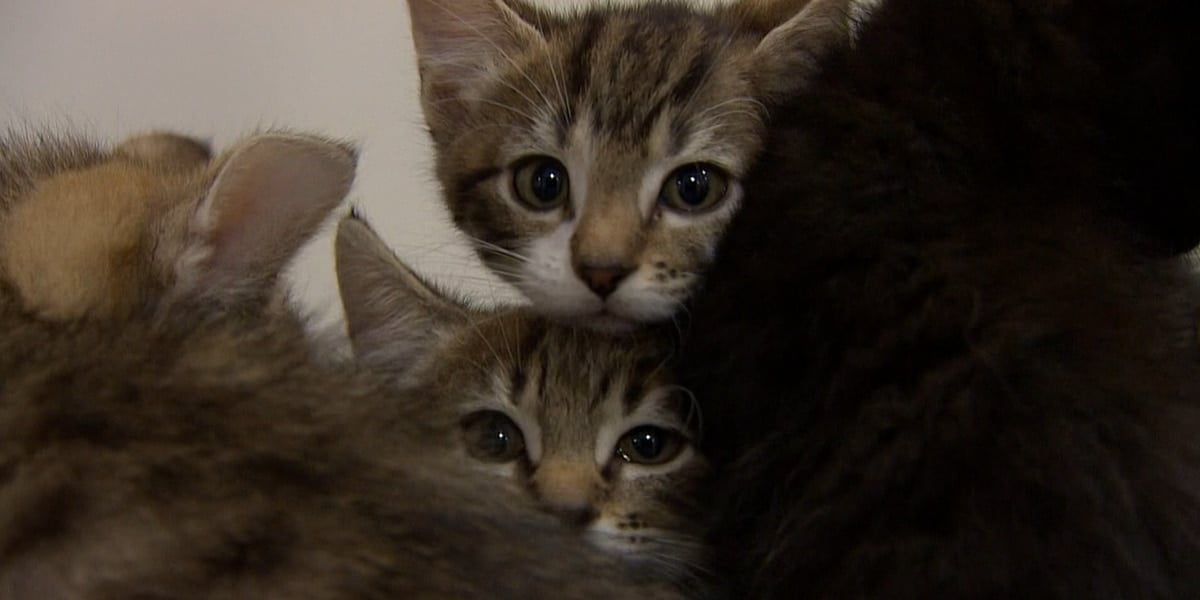 Featured image for Rabies-Infected Kitten Spotted in Ocklawaha Prairie Restoration Area