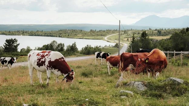 Tracing Norway's vanishing summer farms along a 65km trail