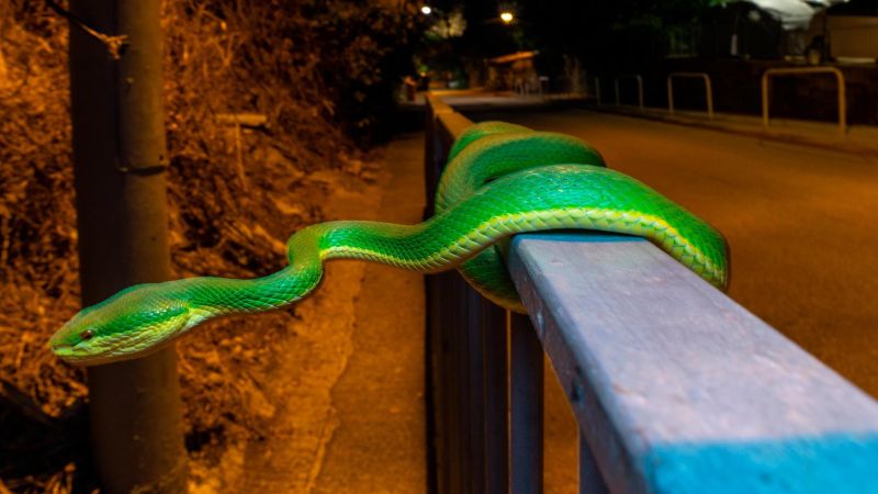 Featured image for Capturing Hong Kong's Nocturnal Wildlife: A Photographer's Journey