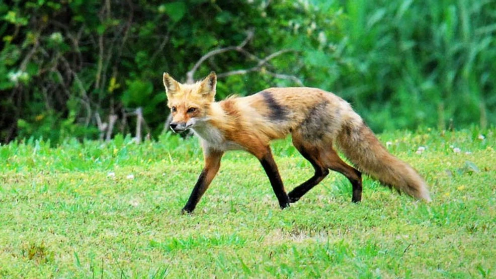 Featured image for Rabies Confirmed in Fox and Dogs in Central Virginia