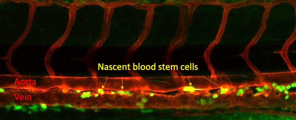 Featured image for Unlocking the Potential of Blood Stem Cells from Your Own Blood