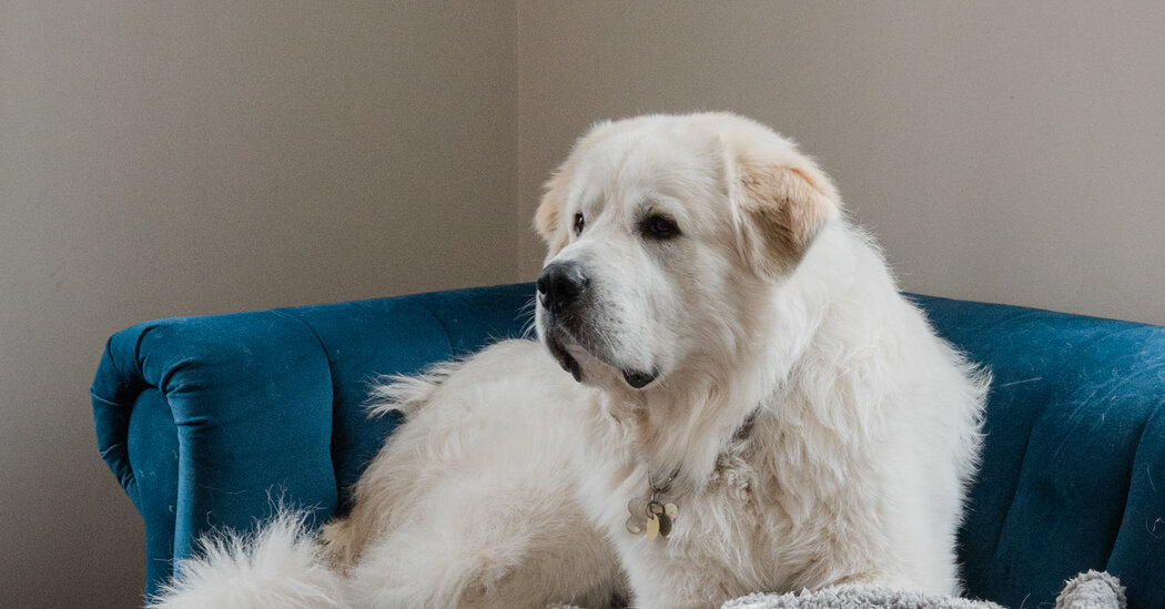 Featured image for Pet Owners Reject Gourmet Dog Food, Demand Better Options.