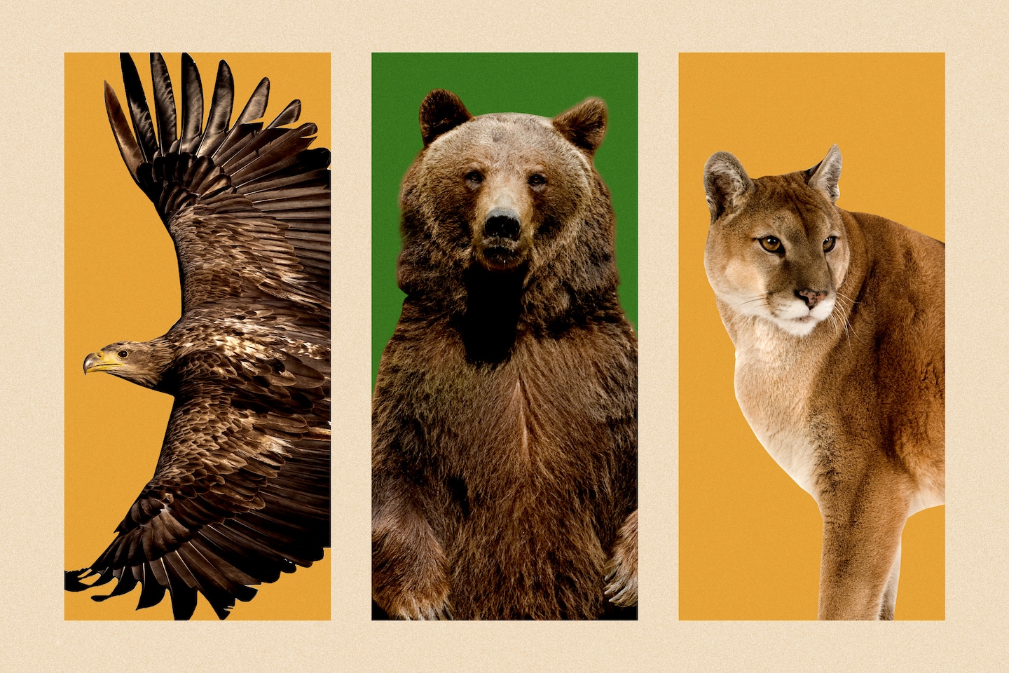 Featured image for "Covid Lockdowns Shifted Animal Mobility Patterns"