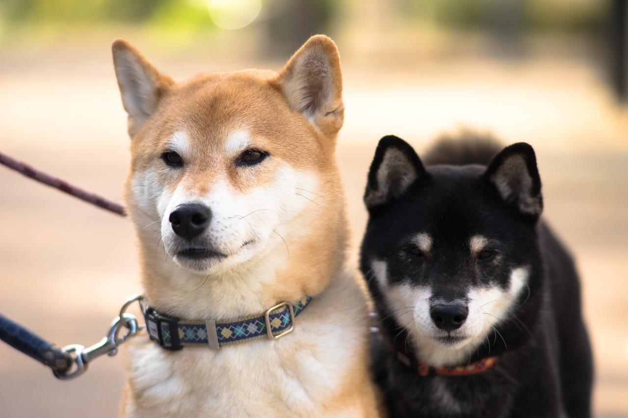 Shiba Inu Surges: Market Cap Targets Dogecoin Valuation