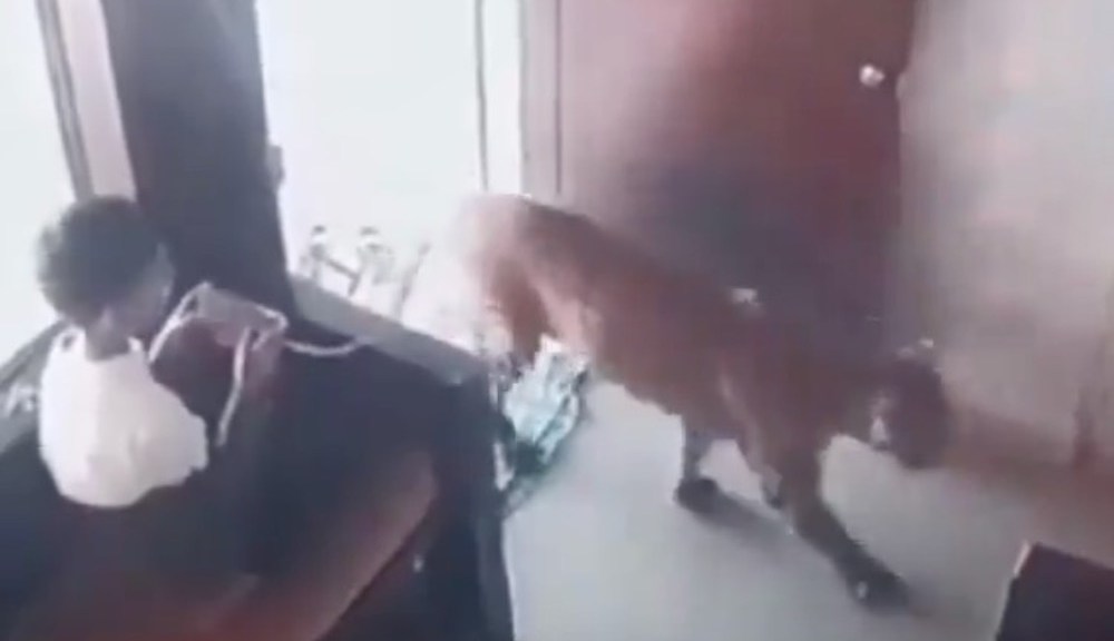 Featured image for Brave Boy's Quick Thinking Saves Village from Leopard Attack