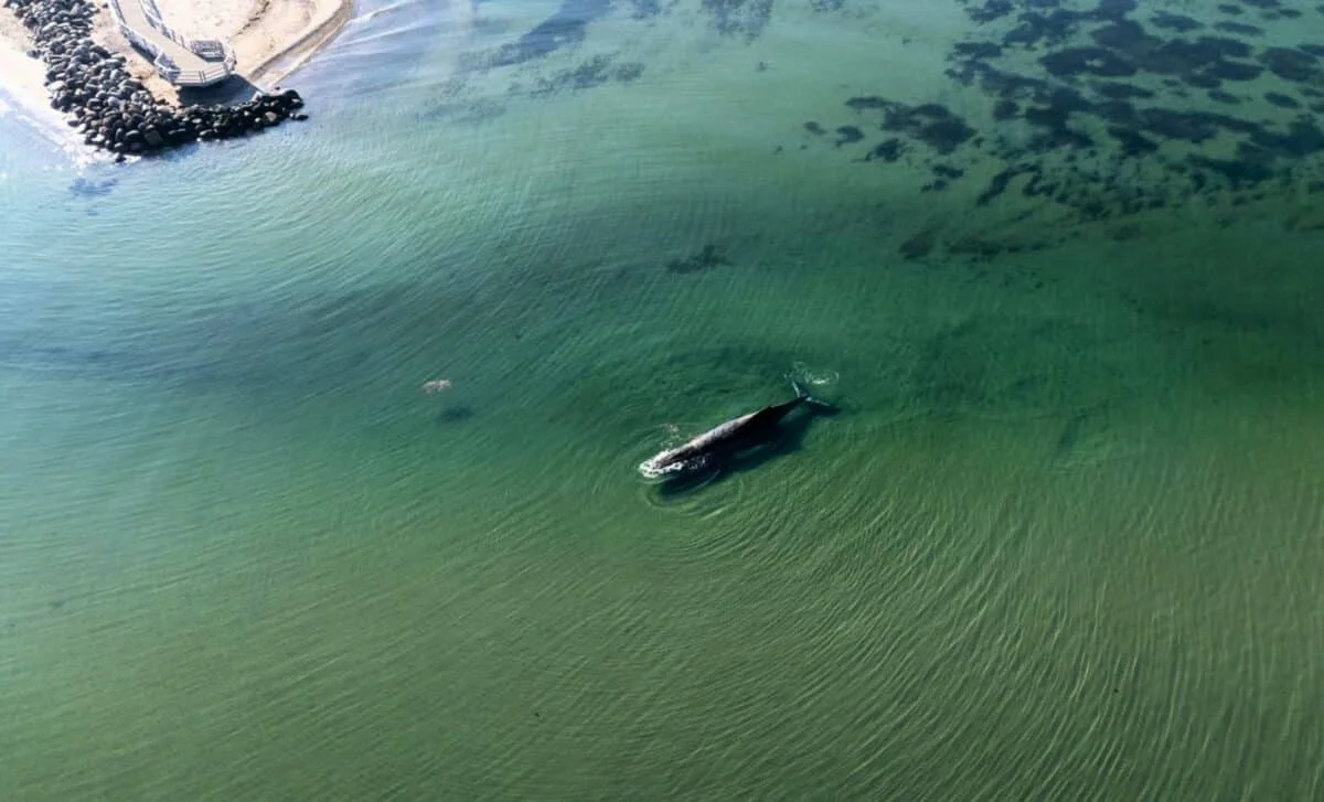 Baltic Rescue Uncovers Bigger‑Than‑Expected Humpback and a Second Stranding