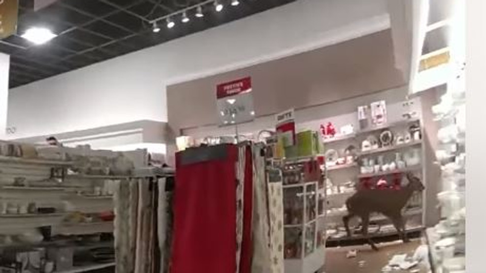 Featured image for Deer Causes Chaos in Rockland Store on Thanksgiving, Caught on Bodycam