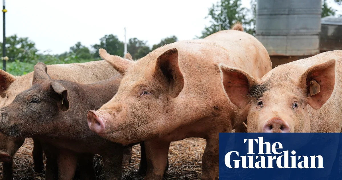 Featured image for First Successful Transplant of Genetically Modified Pig Lung into Brain-Dead Human