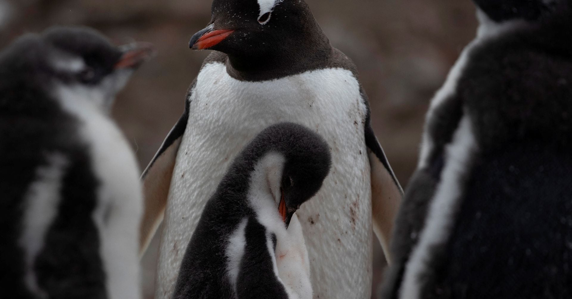 "First Cases of Bird Flu Detected on Mainland Antarctica, Scientists Confirm"