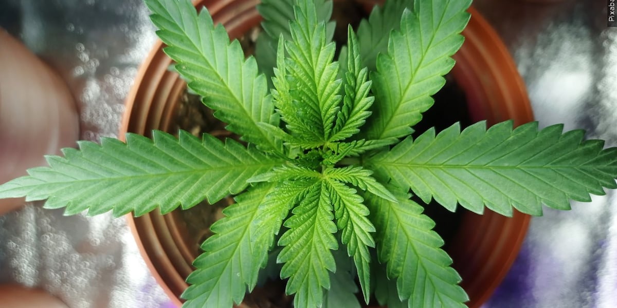 Ohio Republicans Push for Sweeping Changes to Legalized Weed, Including Tax Increases and Home Grow Restrictions
