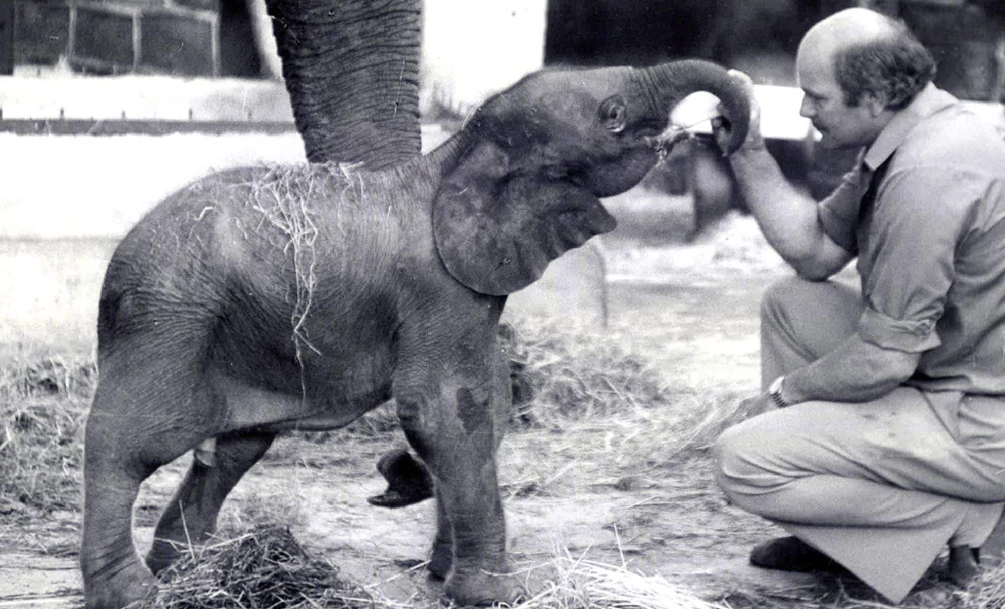 Featured image for The Fate of Motty, the World's Rarest Hybrid Elephant