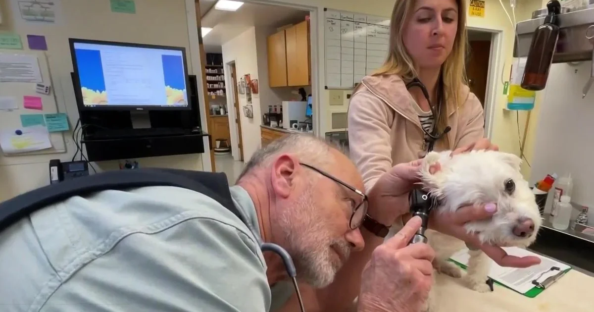 Tick Alert: Unusual Spike in Numbers After Wet Winter.