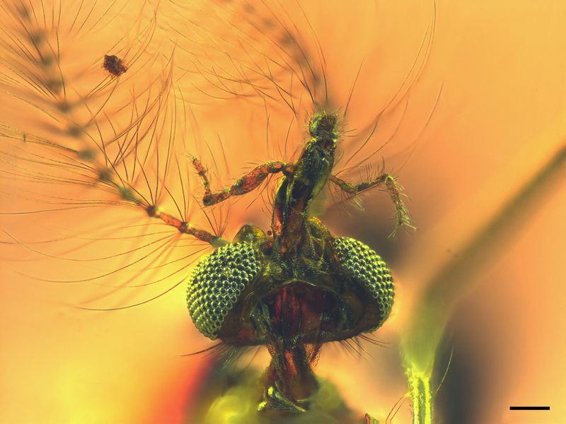 Evolutionary Revelation: Ancient Male Mosquitoes Unveiled as Bloodsuckers