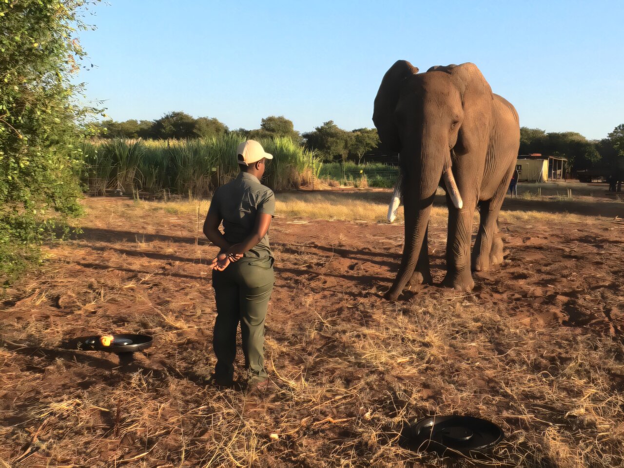 Featured image for Elephants Use Gestures to Communicate Desires, Similar to Humans