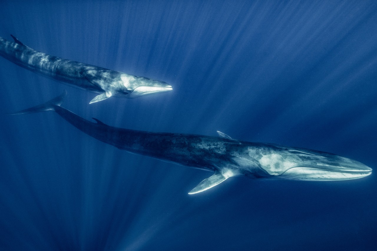 Featured image for Cracking the Code: Humans' Progress in Speaking Whale