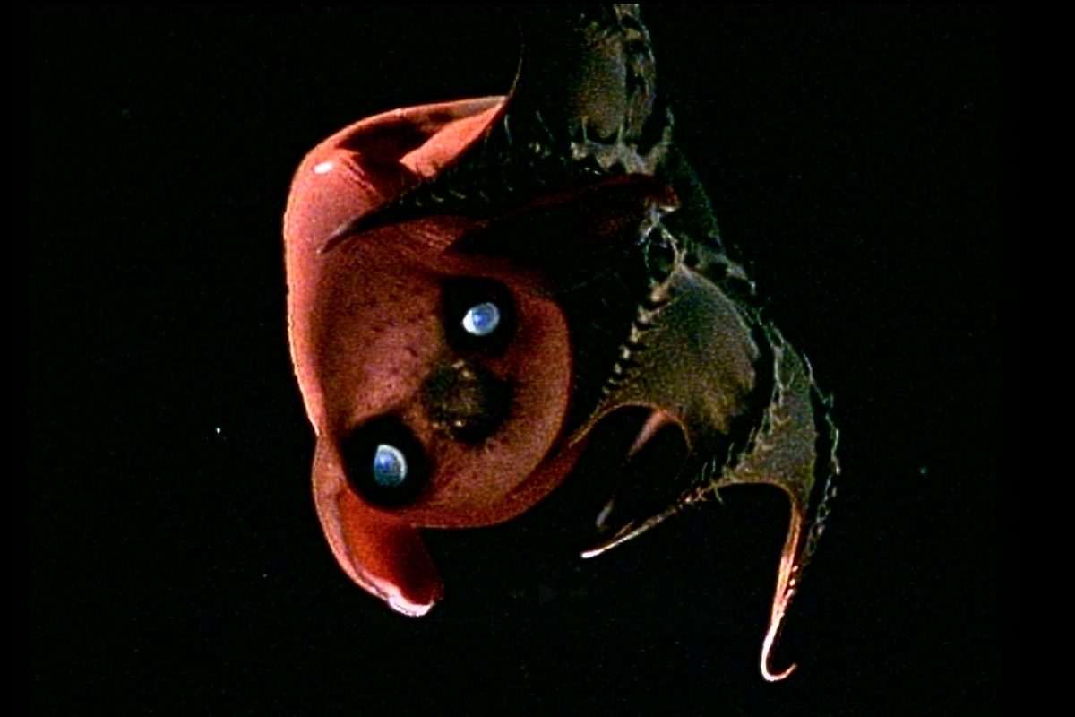 Featured image for Ancient Vampire Squid DNA Unveils Octopus Evolutionary Secrets