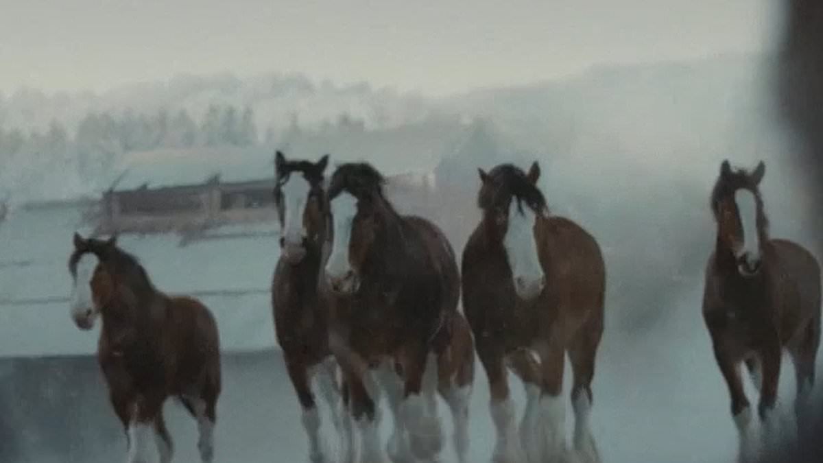 Featured image for "Budweiser Unveils $7 Million Super Bowl 58 Commercial Featuring Iconic Clydesdales"
