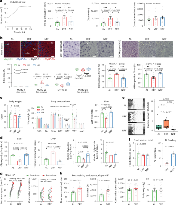 Maximizing Endurance and Blood Sugar Control through Time-Restricted Feeding.