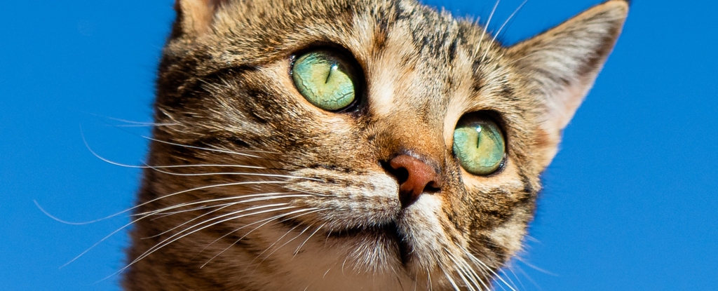 "WHO Investigates Mysterious Bird Flu Outbreak in Polish Cats"