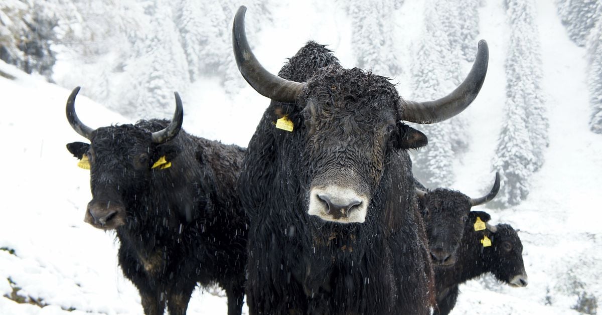 "Bitcoin ETFs Drive Record Inflows, BlackRock and MicroStrategy Lead $14B Bitcoin Battle"