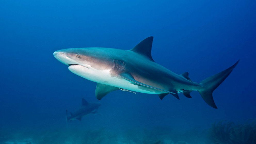 Featured image for Shark Attacks in Florida Everglades