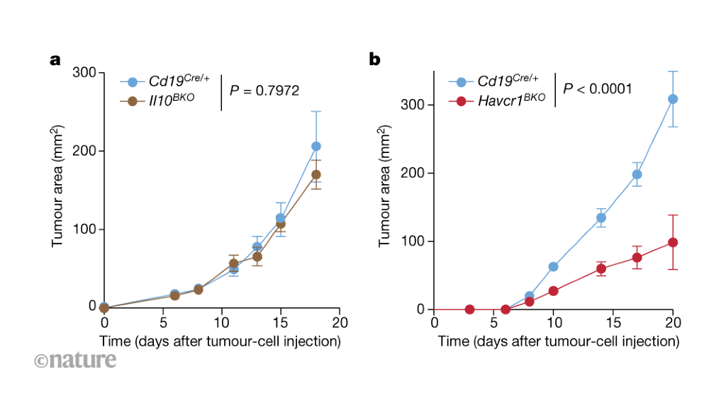 Featured image for B cells play a crucial role in regulating anti-tumour immunity.