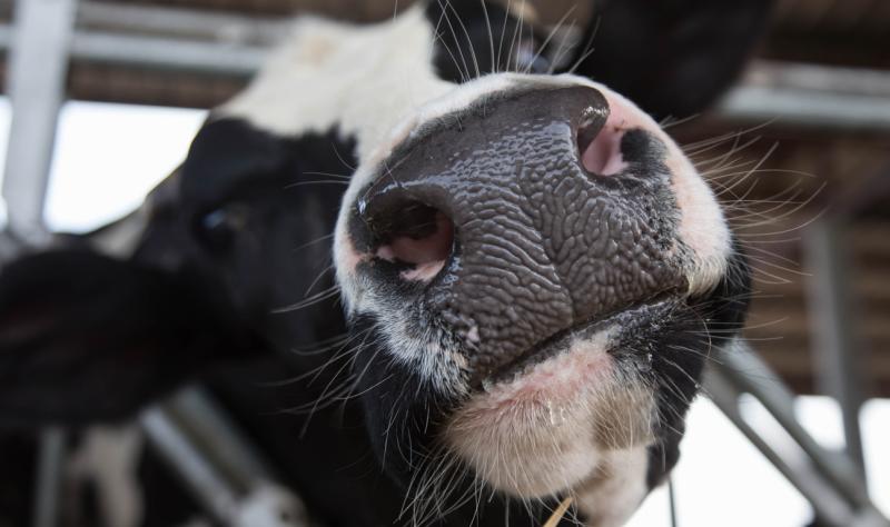 Featured image for Airborne Transmission of Bird Flu on Dairy Farms Raises Global Concerns