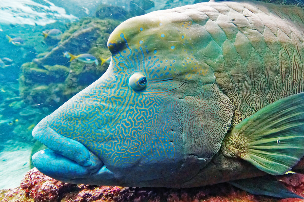 Featured image for Saving the Indian Ocean's Largest Fish Species