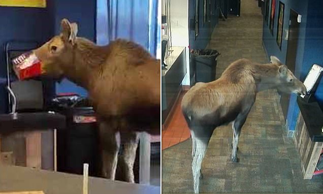 Hungry Moose Interrupts Movie Night in Alaska Theater