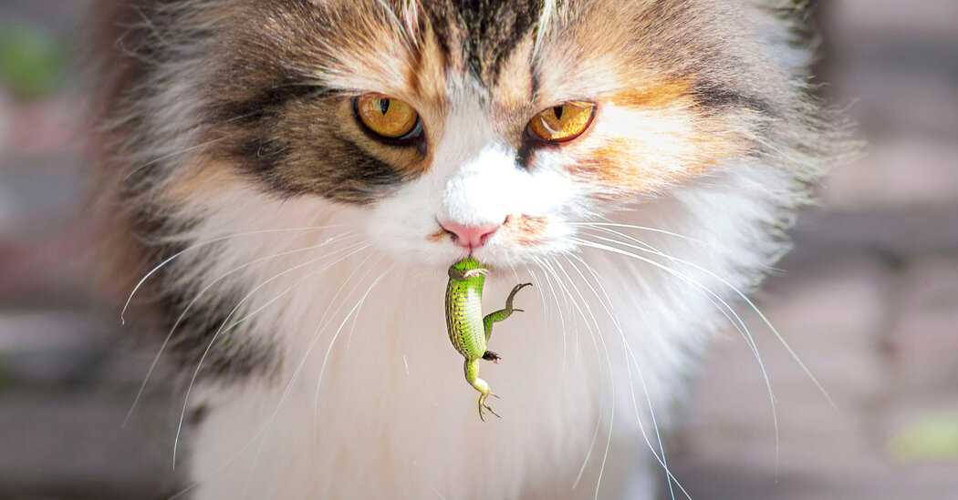 The Surprising Eating Habits of Cats: A Study Reveals Their Predatory Nature