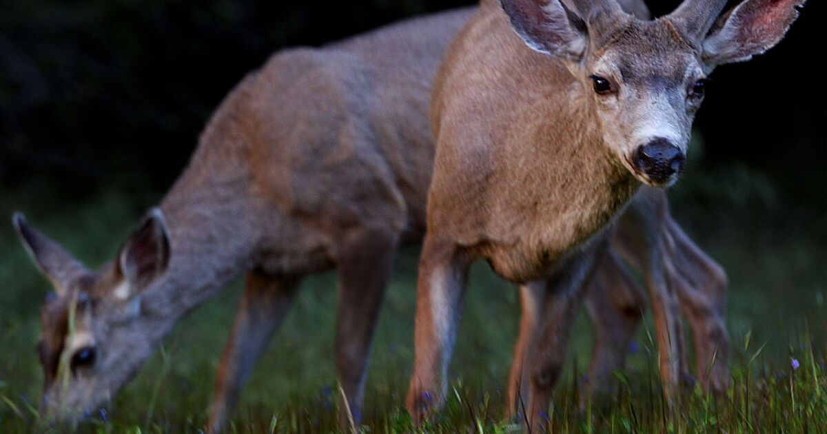 California Mule Deer Tests Positive for COVID-19