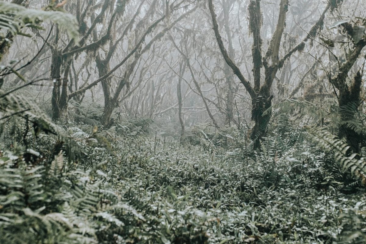 Featured image for Galápagos Wild Tomatoes Show Signs of De-Evolving