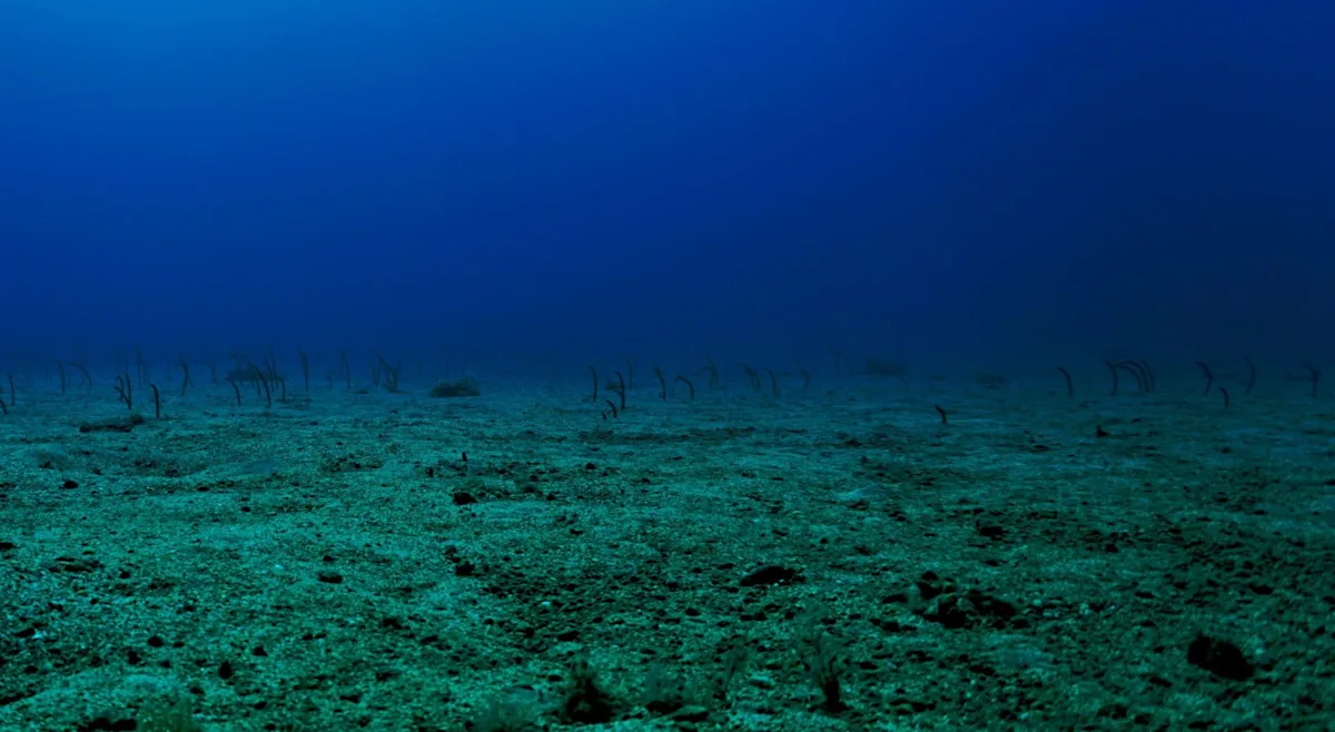 Featured image for Unprecedented Dive Uncovers Troubling Secrets of the Ocean's Depths