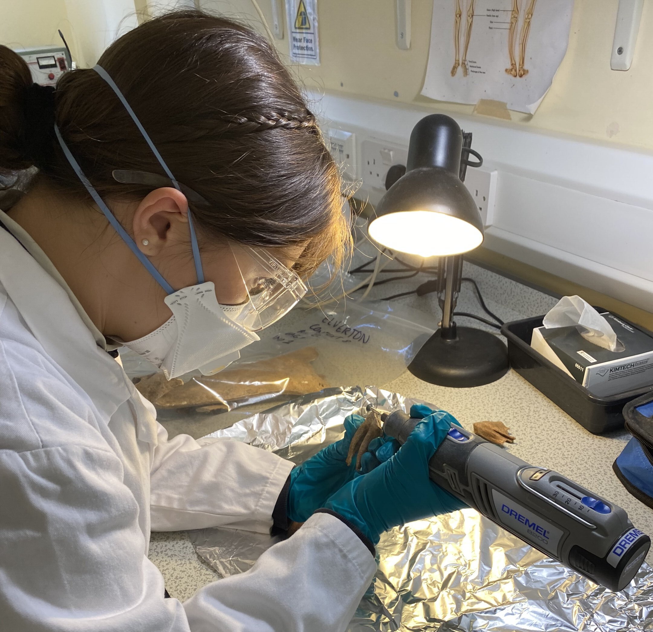 Featured image for "Elite Imported Horses of the Tudor Era: Uncovering London's Prestigious Equine Resting Place"