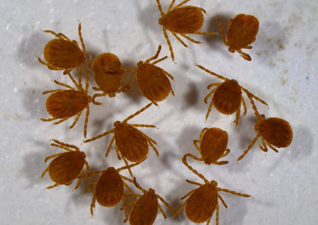 Featured image for NJ Counties Launch Mosquito and Tick Control Measures Amid Rising Cases