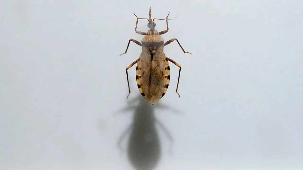 Featured image for CDC Warns of Endemic Chagas Disease from Kissing Bugs in the U.S.