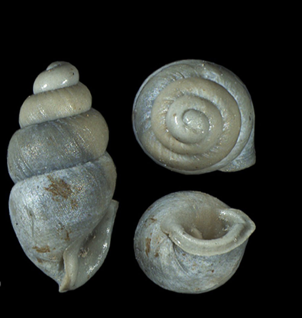 First Fossil Record of Thorn Snails Found in Southern US