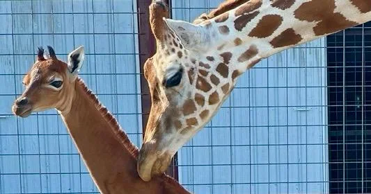 "Rare Spotless Giraffe Finds Home at Tennessee Zoo"