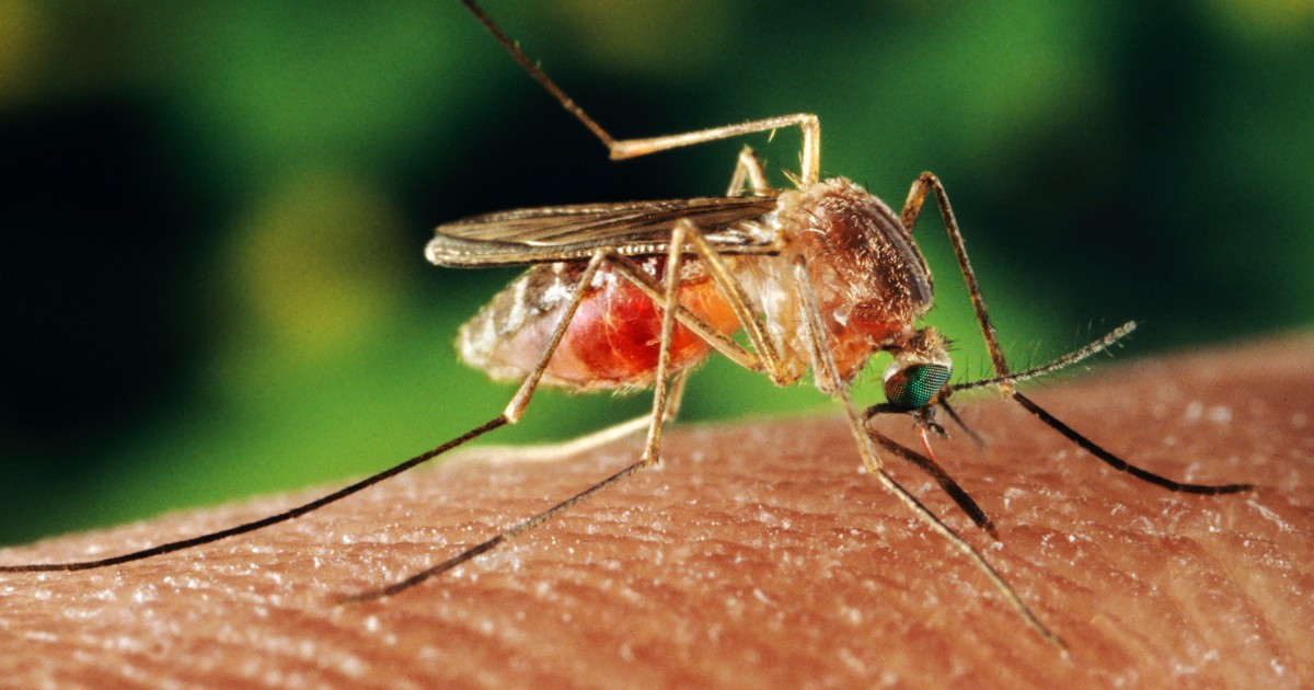 "Las Vegas Faces Surge in West Nile Virus-Carrying Mosquitoes"
