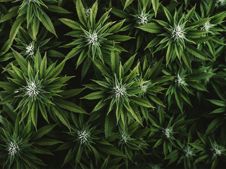 Frequent Cannabis Use Tied to Higher Heart Attack and Stroke Risk