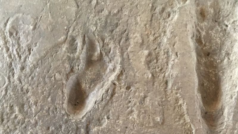 "Ancient 3.6-Million-Year-Old Footprint Faces Extinction"