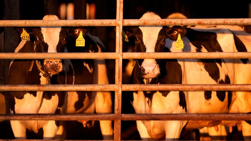 Condemned Dairy Cow Tests Positive for H5N1, USDA Confirms No Food Supply Risk