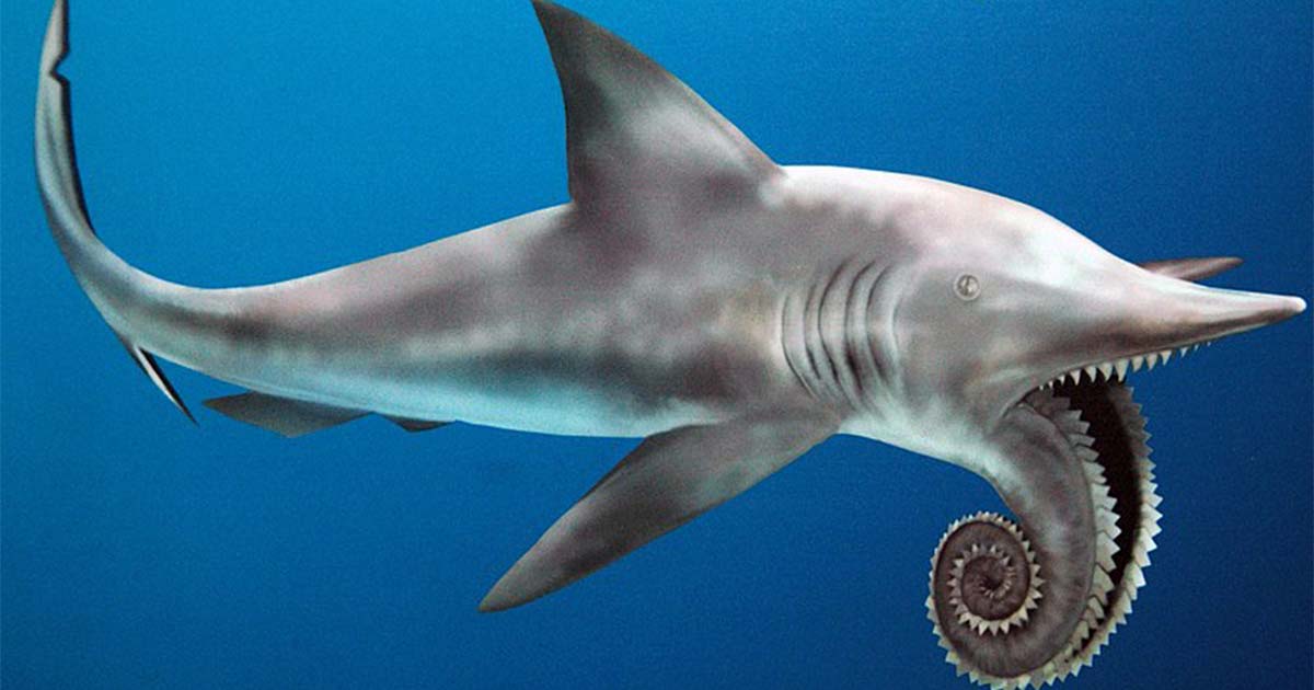 "Terrifying Chainsaw-Like Teeth of Ancient Sea-Creature Helicoprion Unearthed"