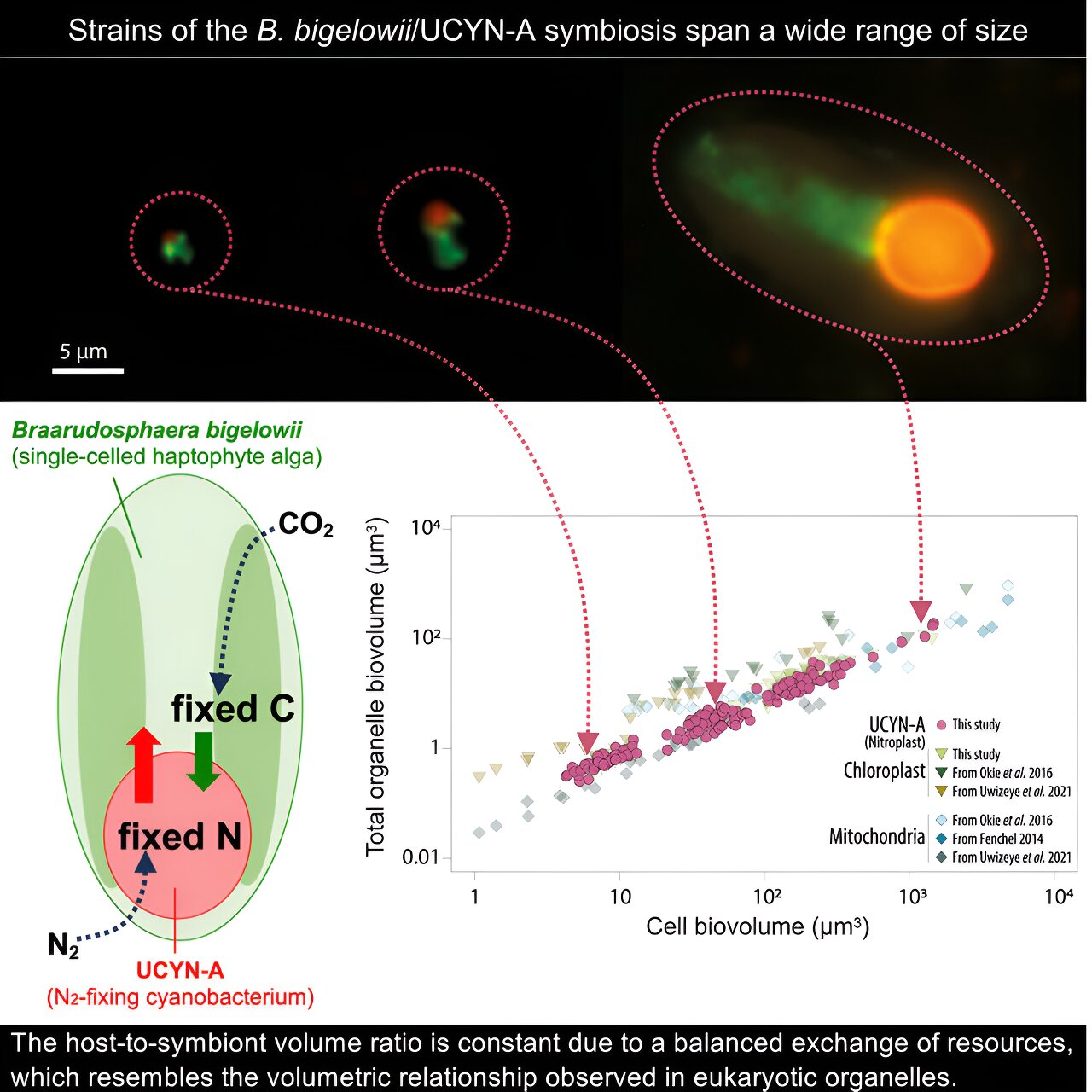 Featured image for "Discovery of Nitrogen-Fixing Organelles Suggests Evolution in Action"
