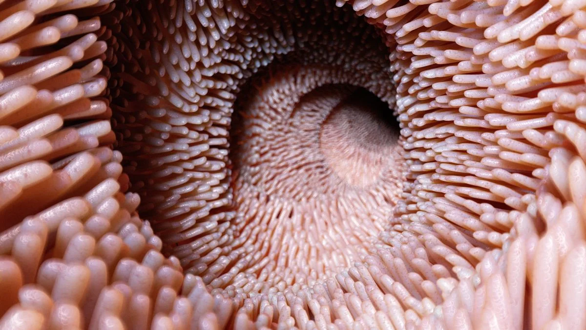 Young-Microbial Boost Rejuvenates Aging Mouse Guts